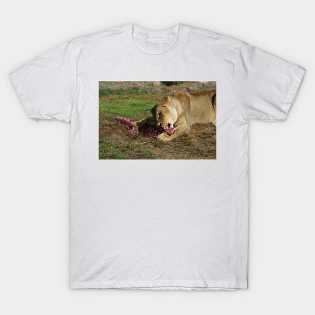 Will The Lion Share Her Meat? T-Shirt by GP1746